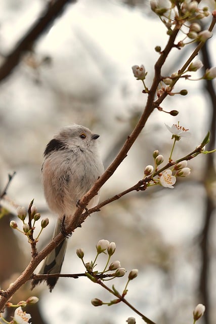 Understanding your bird's dietary needs