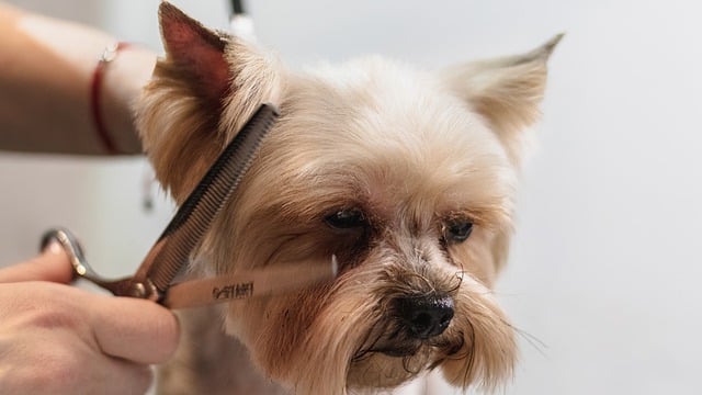 Tips for Grooming Your Dog at Home