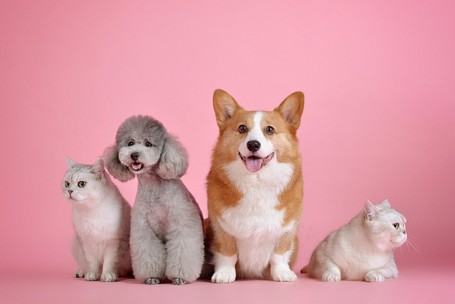 The Basics of Dog Grooming