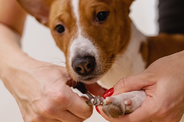 Tips for Grooming Your Dog at Home