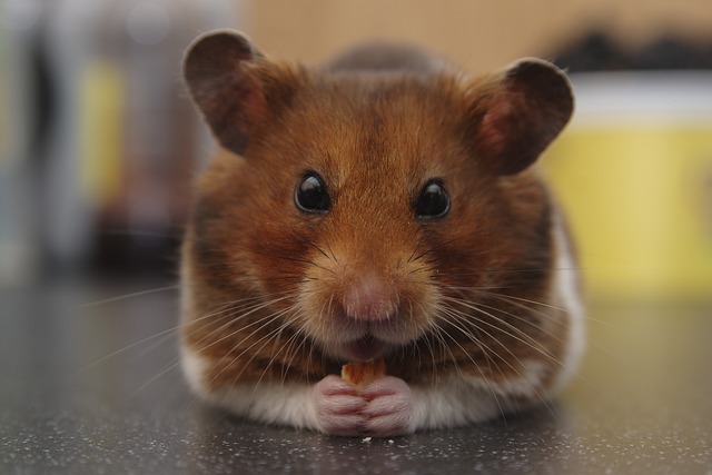 Maintaining a healthy weight for your hamster