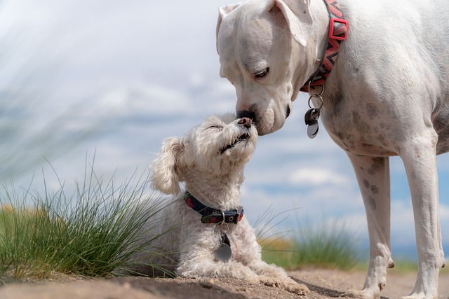 How to Train Your Puppy Effectively