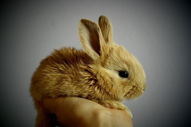 Best Practices for Rabbit Care and Feeding