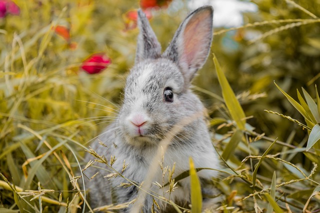 Creating a Balanced Diet for Your Rabbit