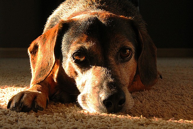 Tips for feeding your senior dog