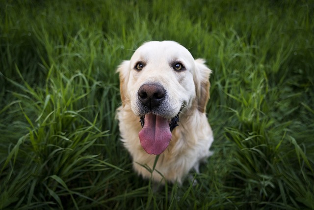 Training Tips for a Happy Pet