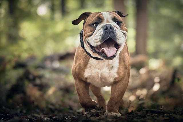 Grooming Best Practices for Different Breeds