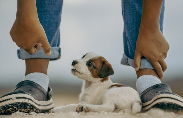 Understanding Pet Body Language