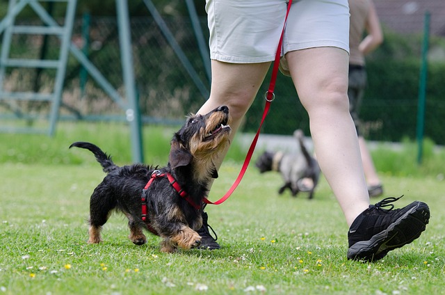 Training Techniques for a Well-Behaved Pet