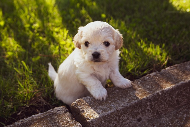 Training a New Puppy