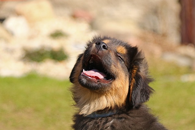 Training a New Puppy