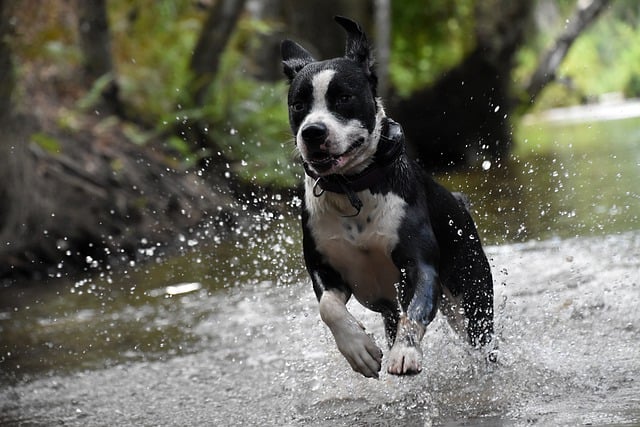 Training Tips for a Well-Behaved Pet