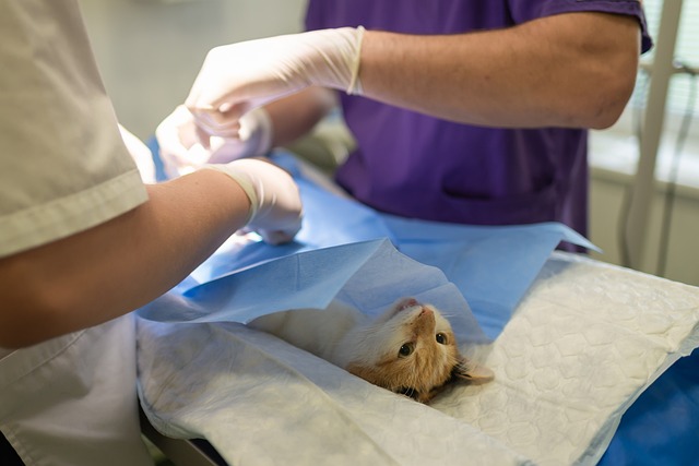 The Importance of Regular Vet Check-Ups