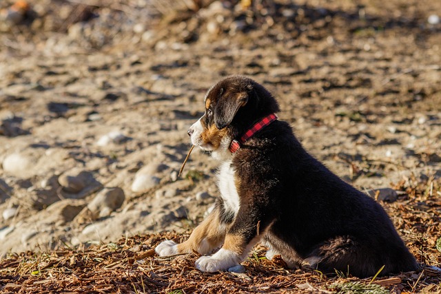 Training Puppies: Essential Commands and Techniques