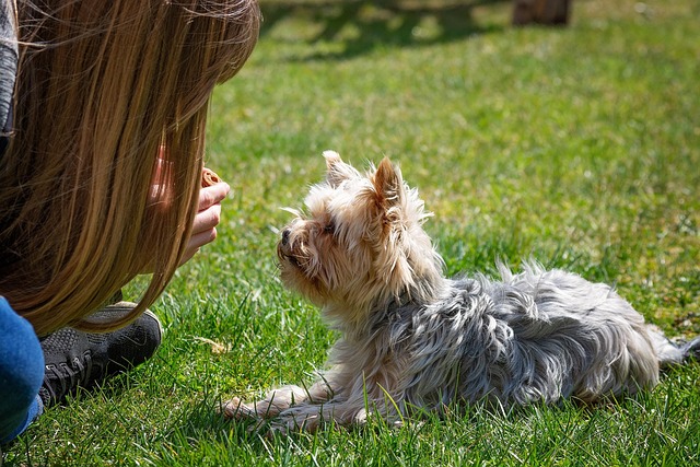 Effective Training Techniques for Dogs